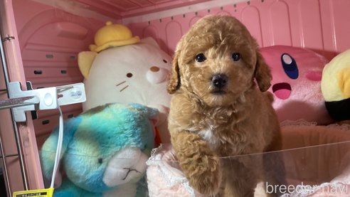 成約済の富山県のトイプードル-310419の3枚目