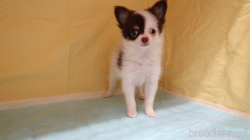 成約済の東京都のポメチワ:ポメラニアン×チワワ-316877の8枚目