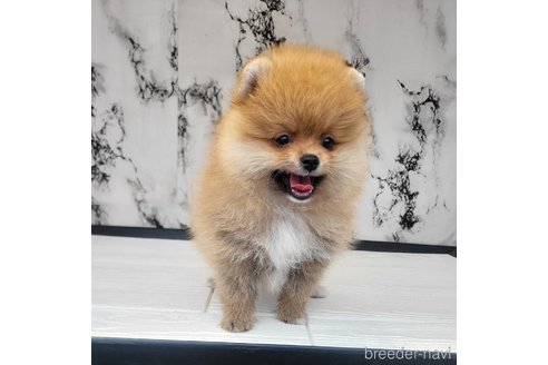 成約済の茨城県のポメラニアン-315642の20枚目