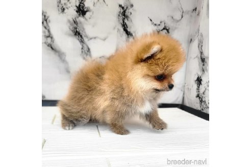 成約済の茨城県のポメラニアン-315642の18枚目