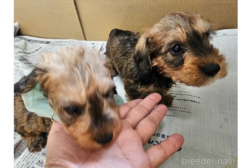 成約済の愛知県のミニチュアダックスフンド(ワイヤーヘアード)-318506の21枚目