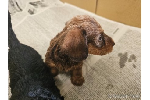 成約済の愛知県のミニチュアダックスフンド(ワイヤーヘアード)-318508の5枚目