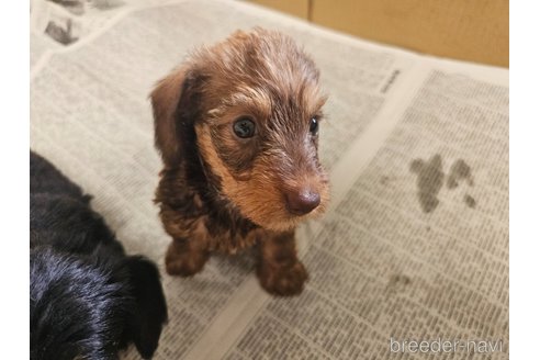 成約済の愛知県のミニチュアダックスフンド(ワイヤーヘアード)-318508の6枚目