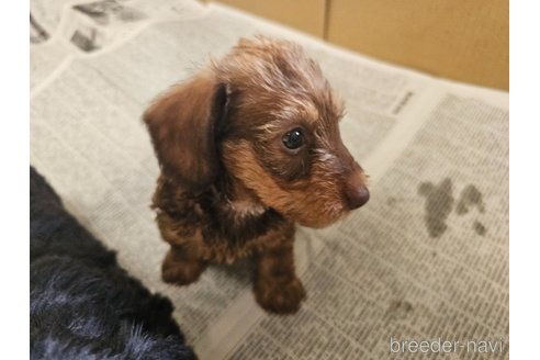 成約済の愛知県のミニチュアダックスフンド(ワイヤーヘアード)-318508の7枚目