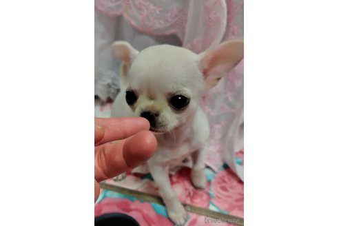 成約済の千葉県のチワワ(スムースコート)-318510の11枚目