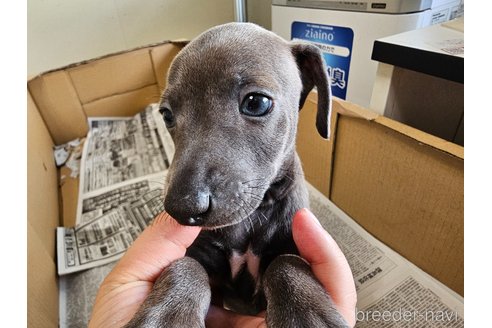 成約済の愛知県のイタリアングレーハウンド(イタグレ)-318511の8枚目