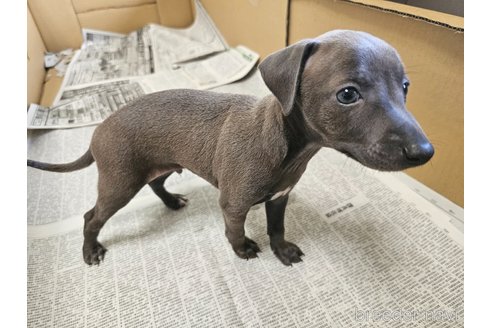 成約済の愛知県のイタリアングレーハウンド(イタグレ)-318511の5枚目