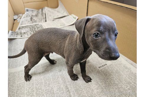 成約済の愛知県のイタリアングレーハウンド(イタグレ)-318511の3枚目