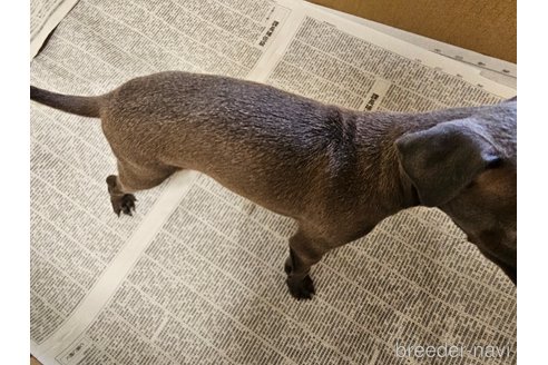 成約済の愛知県のイタリアングレーハウンド(イタグレ)-318511の4枚目