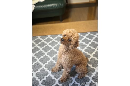 オモチちゃん1枚目