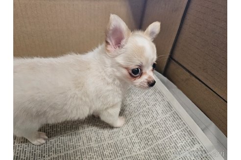 成約済の愛知県のチワワ(ロングコート)-318515の5枚目