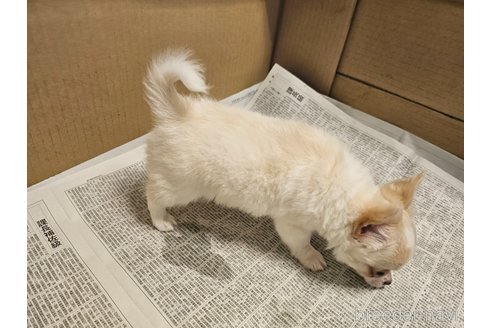 成約済の愛知県のチワワ(ロングコート)-318515の2枚目