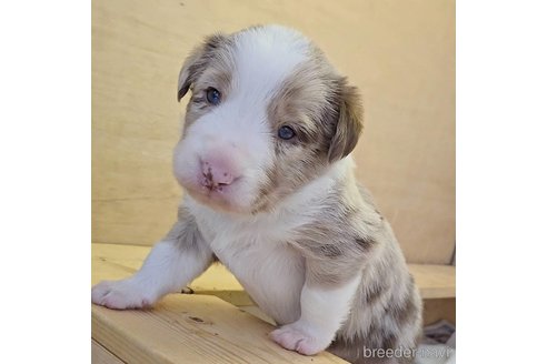 成約済の石川県のボーダーコリー-318517の1枚目