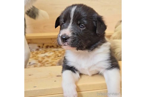 成約済の石川県のボーダーコリー-318524の2枚目