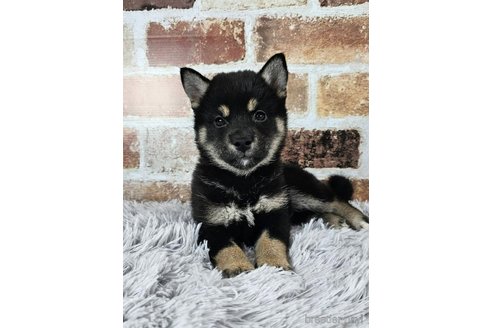 成約済の和歌山県の柴犬-318525の2枚目