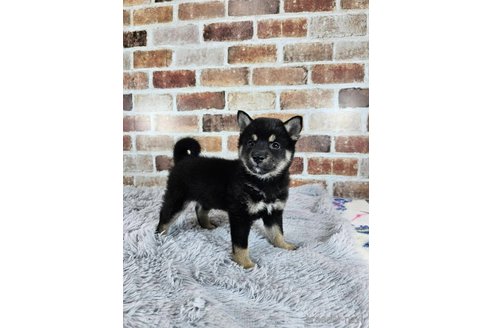 成約済の和歌山県の柴犬-318525の3枚目