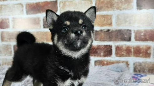 成約済の和歌山県の柴犬-318525の1枚目