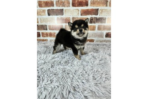 成約済の和歌山県の柴犬-318527の3枚目