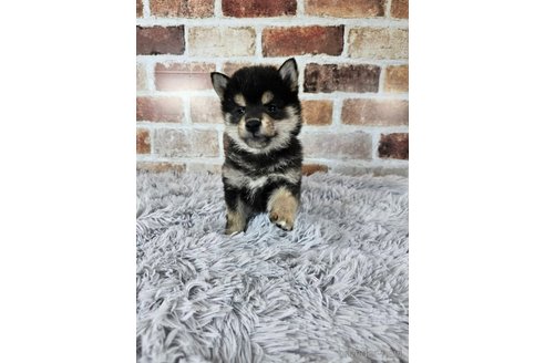 成約済の和歌山県の柴犬-318527の5枚目