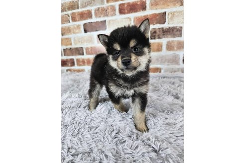 成約済の和歌山県の柴犬-318527の6枚目