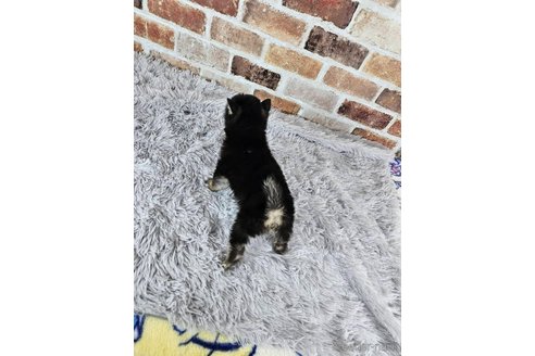 成約済の和歌山県の柴犬-318527の2枚目
