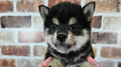成約済の和歌山県の柴犬-318527の1枚目