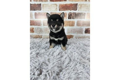 成約済の和歌山県の柴犬-318531の2枚目