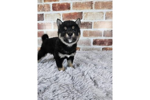 成約済の和歌山県の柴犬-318531の4枚目