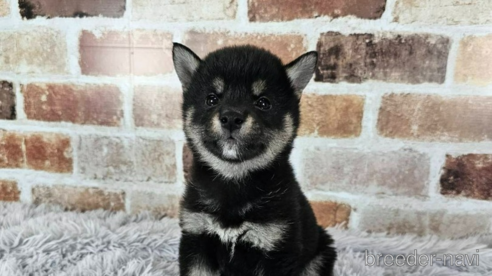 成約済の和歌山県の柴犬-318531の1枚目
