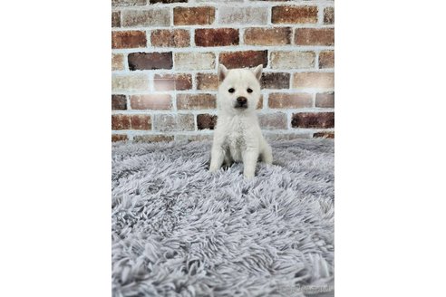成約済の和歌山県の柴犬-318532の2枚目