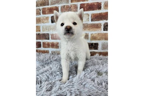 成約済の和歌山県の柴犬-318532の5枚目