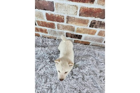 成約済の和歌山県の柴犬-318532の4枚目