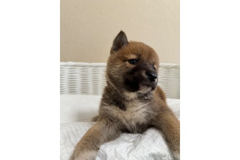 成約済の兵庫県の豆柴-318540の4枚目
