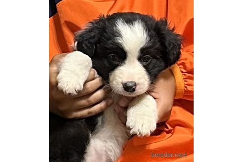 成約済の茨城県のボーダーコリー-310981の1枚目