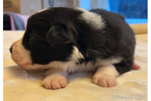 成約済の茨城県のボーダーコリー-318579の2枚目