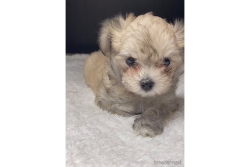 成約済の福岡県のチワマル:チワワ×マルチーズ-314454の3枚目