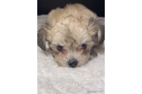 成約済の福岡県のチワマル:チワワ×マルチーズ-314454の4枚目