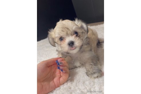 成約済の福岡県のチワマル:チワワ×マルチーズ-314454の5枚目