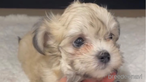 成約済の福岡県のチワマル:チワワ×マルチーズ-314454の1枚目