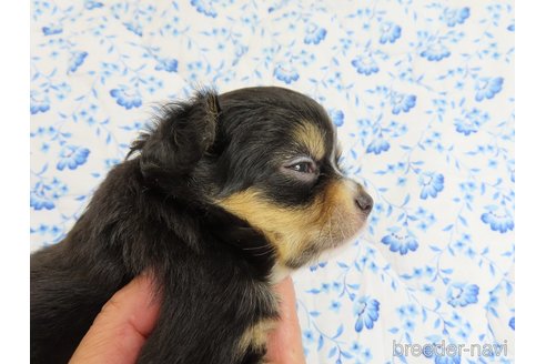 成約済の千葉県のチワワ(ロングコート)-318585の20枚目