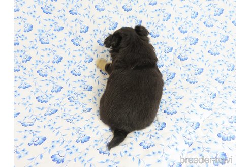 成約済の千葉県のチワワ(ロングコート)-318585の17枚目