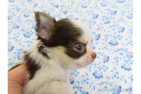 成約済の千葉県のチワワ(ロングコート)-318590の10枚目