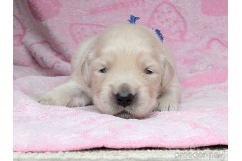 成約済の滋賀県のゴールデンレトリーバー-318591の20枚目
