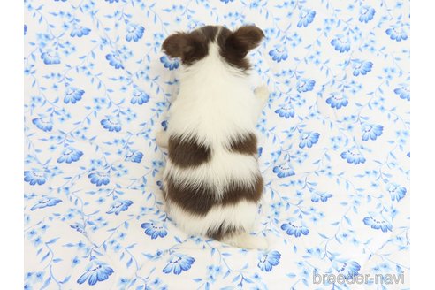 成約済の千葉県のチワワ(ロングコート)-318592の15枚目