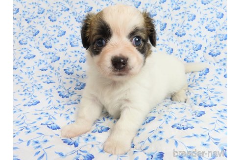 成約済の千葉県のミックス犬-318594の3枚目