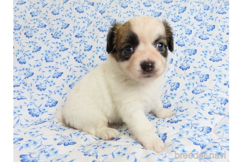 成約済の千葉県のミックス犬-318594の4枚目