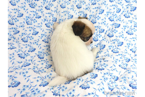 成約済の千葉県のミックス犬-318594の5枚目
