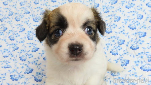成約済の千葉県のミックス犬-318594の1枚目