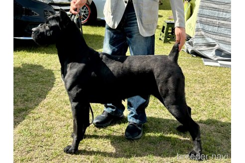 成約済の東京都のイタリアンコルソドッグ(カネコルソ)-318627の4枚目