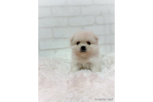 成約済の北海道のミックス犬-315421の8枚目